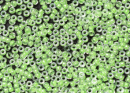 Бисер Япония MIYUKI Seed Beads 15/0 5г 1120 светящийся мятно-зелёный